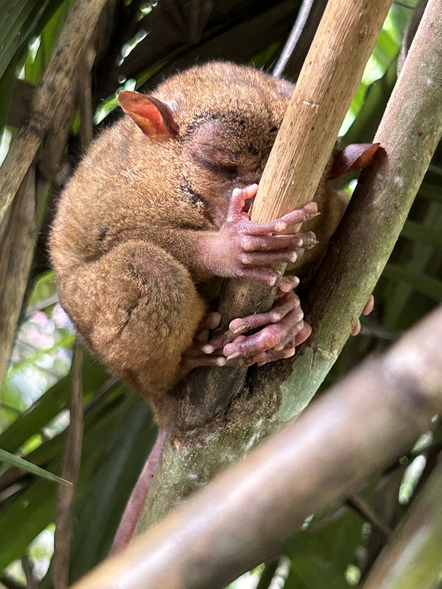 A tarsier sleeping while holding on a tree branch.